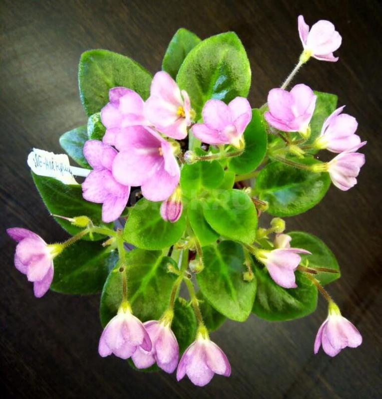 Фиалки детки, сортов много. - Орск