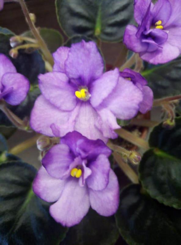 Фиалки детки, сортов много. - Орск