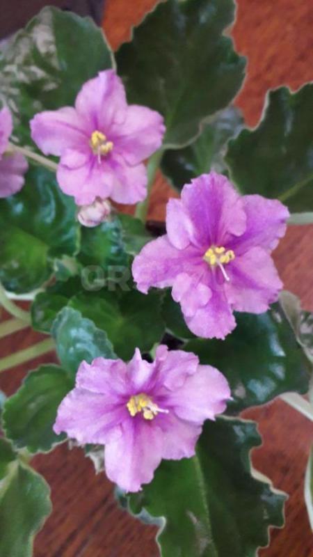 Фиалки детки, сортов много. - Орск