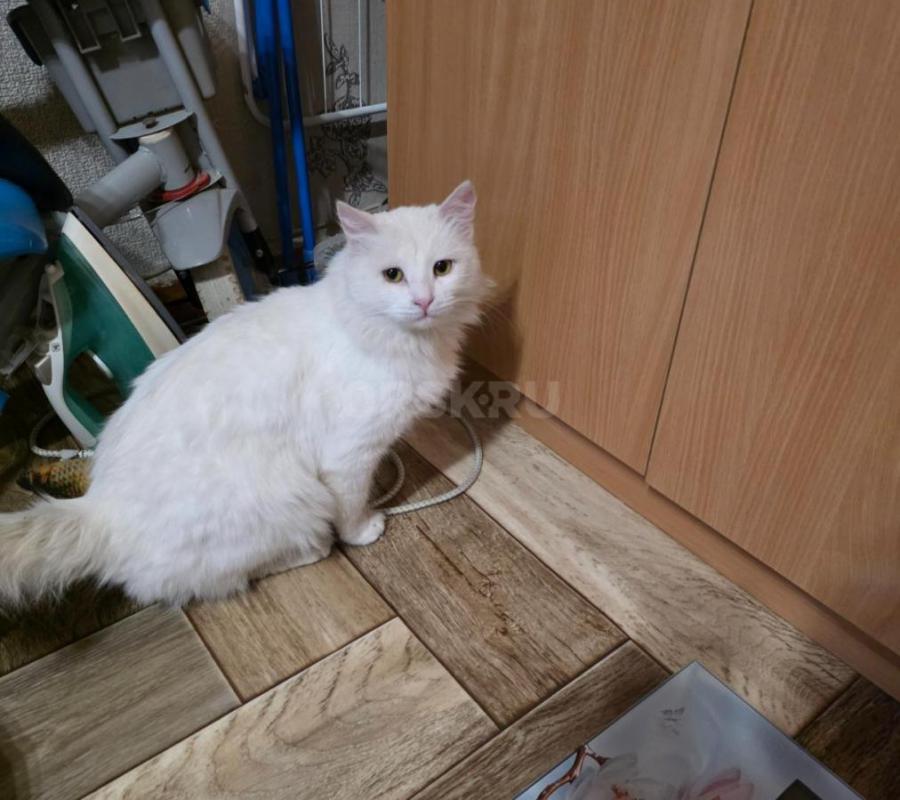 Этот кот появился больше месяца назад на трубах возле дома 62 по ул. - Орск