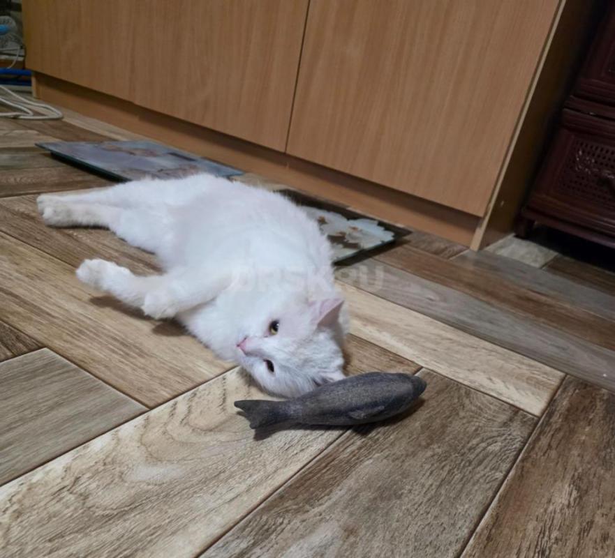 Этот кот появился больше месяца назад на трубах возле дома 62 по ул. - Орск