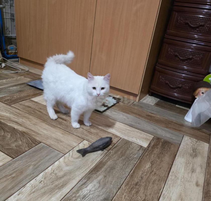 Этот кот появился больше месяца назад на трубах возле дома 62 по ул. - Орск