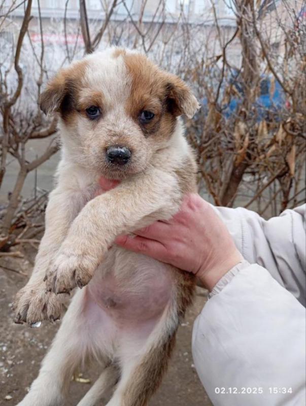 Маленькие щеночки 5 мальчиков,на улице мерзнут(
Как всегда ищем уютный дом. - Орск