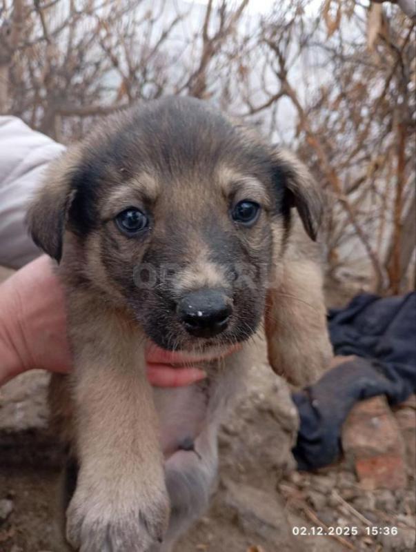 Маленькие щеночки 5 мальчиков,на улице мерзнут(
Как всегда ищем уютный дом. - Орск