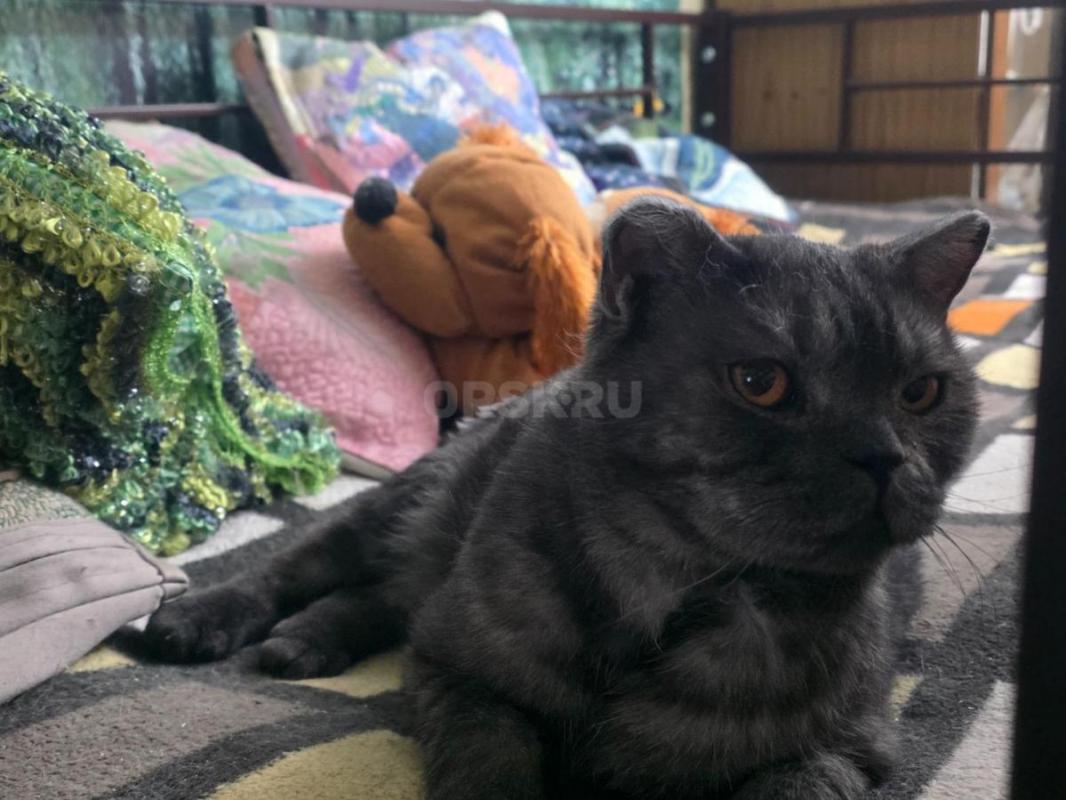 Отдам кошек ,молоденькие ,стерильные ,кушают все ,ходят в лоток ,очень ласковые ,район тбиллийской - Орск