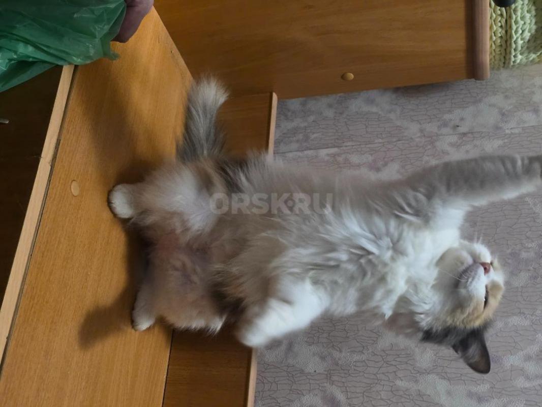 Отдам кошек ,молоденькие ,стерильные ,кушают все ,ходят в лоток ,очень ласковые ,район тбиллийской - Орск