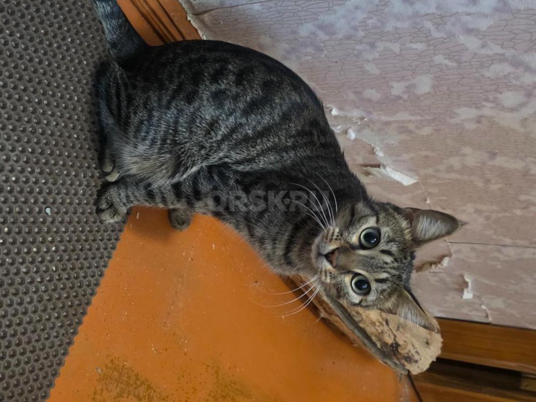 Отдам кошек ,молоденькие ,стерильные ,кушают все ,ходят в лоток ,очень ласковые ,район тбиллийской - Орск