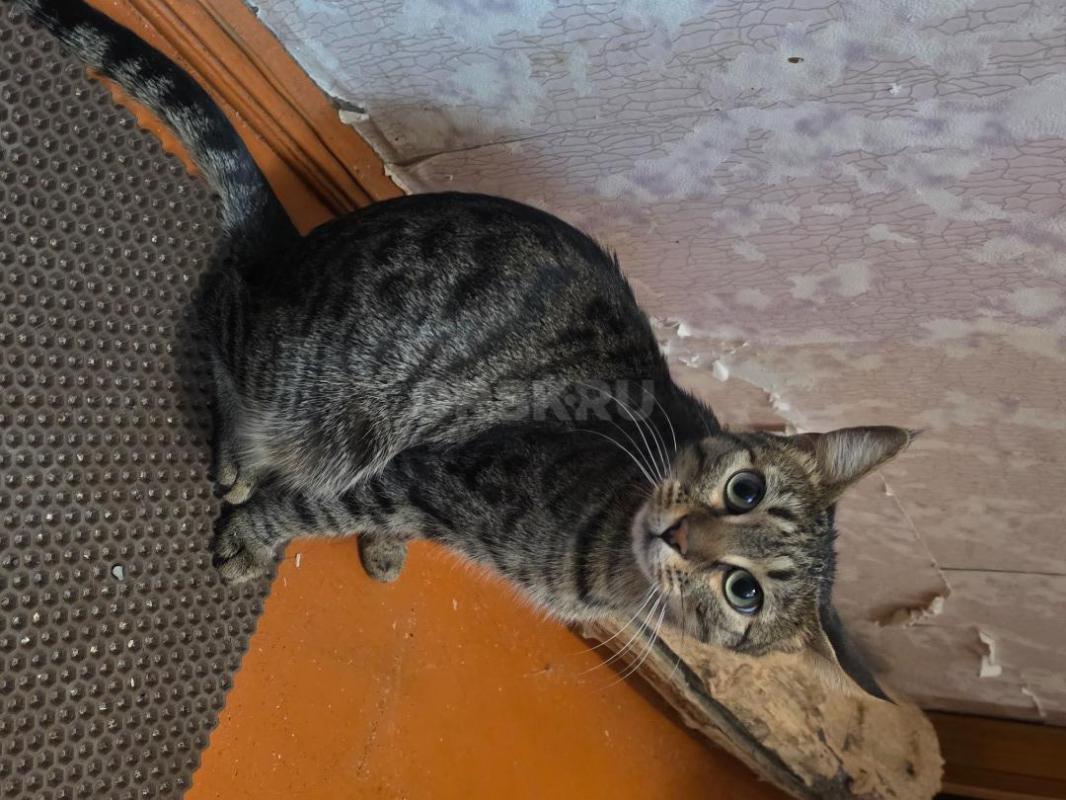 Отдам кошек ,молоденькие ,стерильные ,кушают все ,ходят в лоток ,очень ласковые ,район тбиллийской - Орск