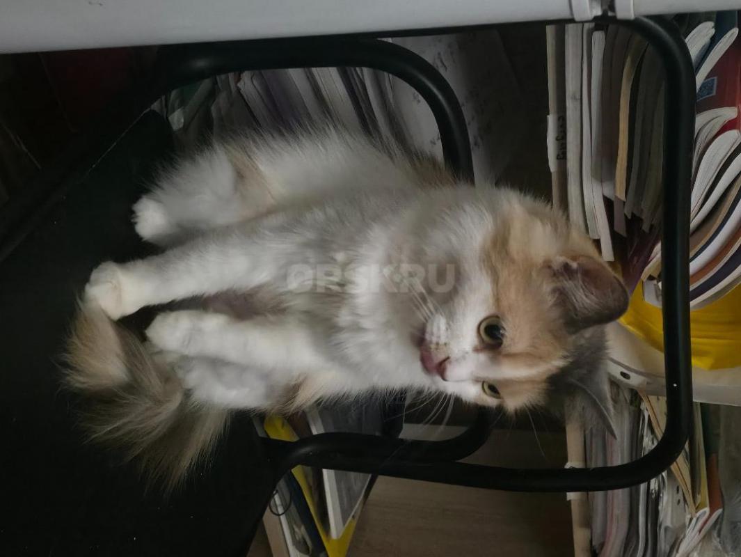 Отдам кошек ,молоденькие ,стерильные ,кушают все ,ходят в лоток ,очень ласковые ,район тбиллийской - Орск