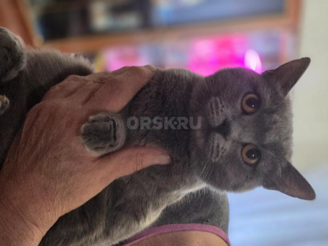 Отдам молодых стерилизованных кошечек ,все молодые ,возраст от 5 мес до 1.5 года ,ласковые ,кушают в - Орск