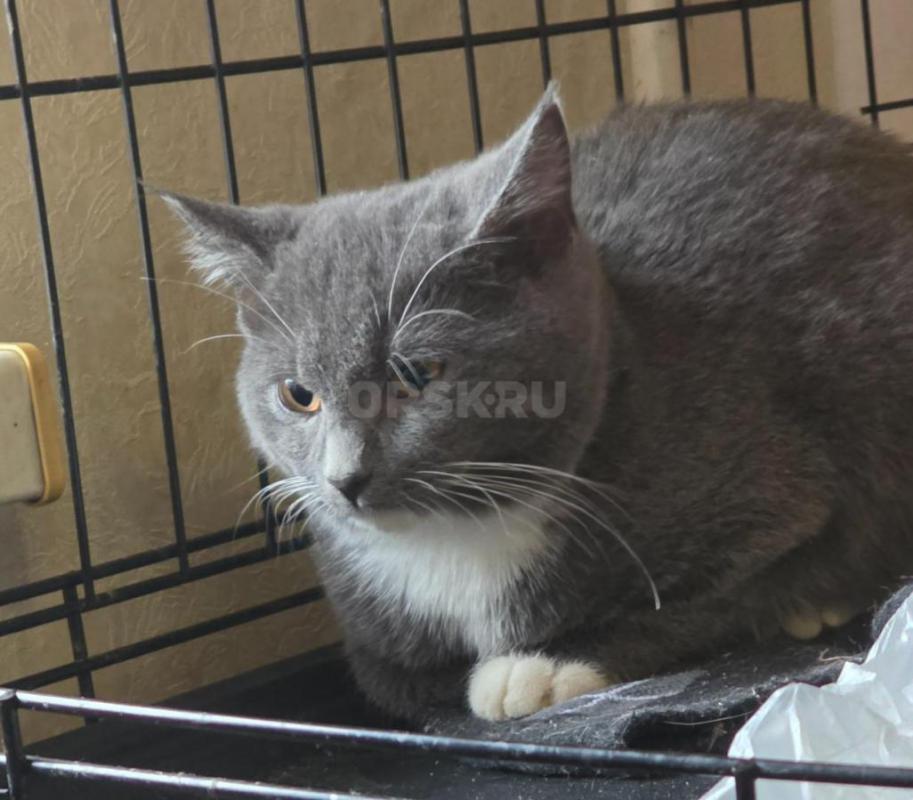 Отдам молодых стерилизованных кошечек ,все молодые ,возраст от 5 мес до 1.5 года ,ласковые ,кушают в - Орск