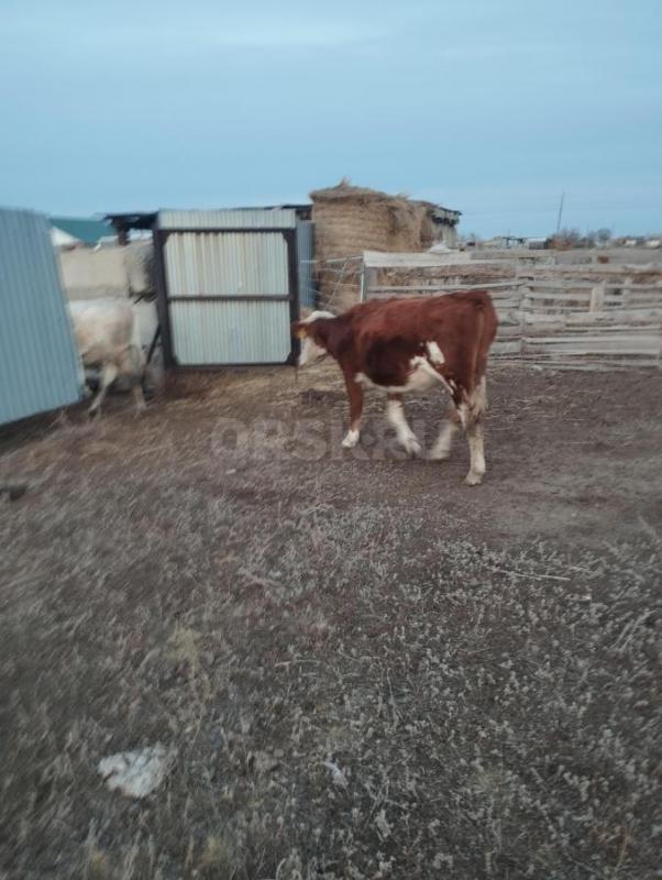 Продам телку год и девять месяцев цена 68 т. - Орск