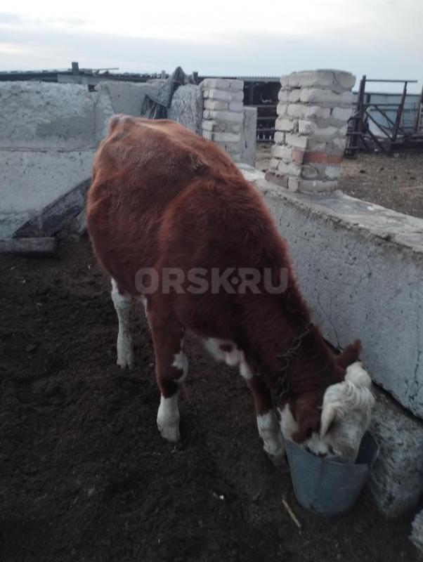 Продам телку год и девять месяцев цена 68 т. - Орск