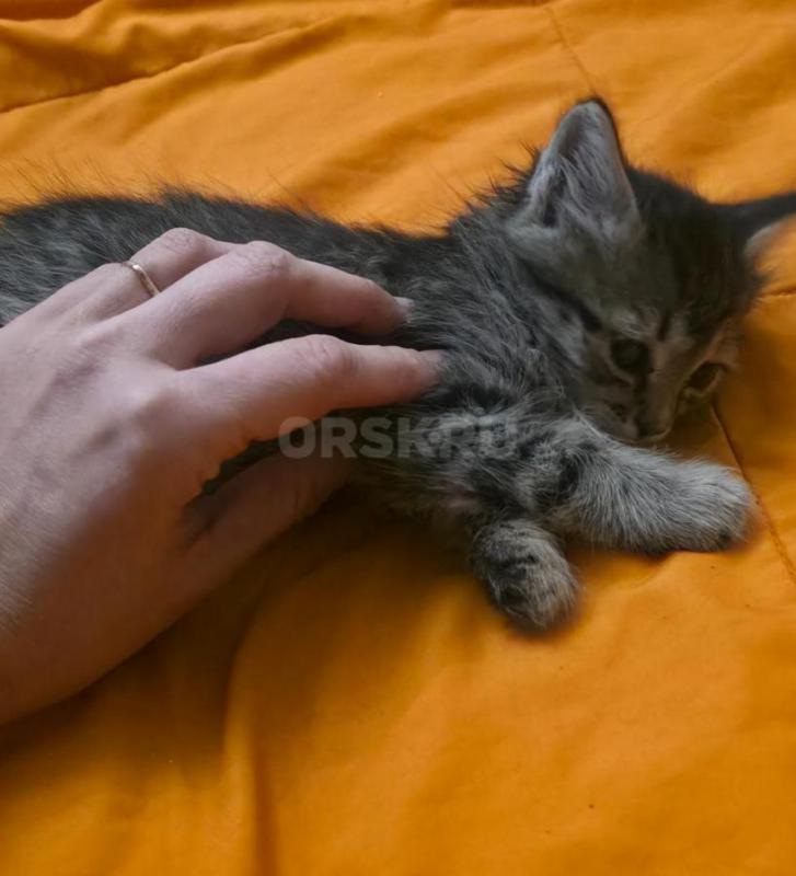 КОТЯТА В ДОБРЫЕ РУКИ ,ТРИ МАЛЬЧИКА И ДЕВОЧКА С БЕЛЫМИ ЛАПКАМИ ,КУШАЮТ ВСЕ , ЛОТОК ЗНАЮТ. 89058460977 - Орск