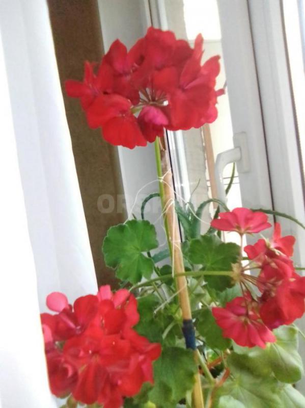 пеларгония темно бардовая с тремя бутонами  -300 руб также в стаканчике черенки 100-и 150  также в н - Орск