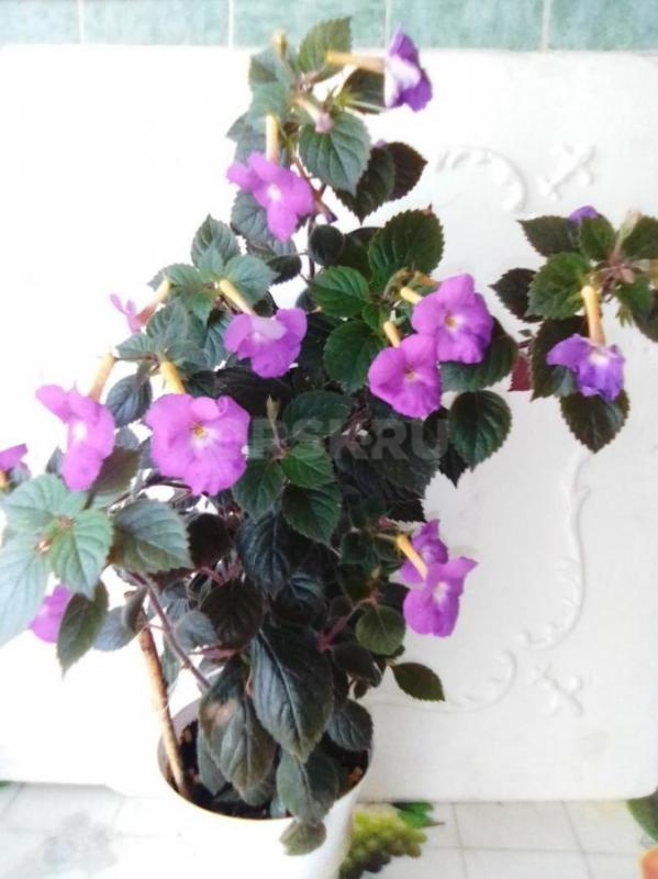 пеларгония темно бардовая с тремя бутонами  -300 руб также в стаканчике черенки 100-и 150  также в н - Орск