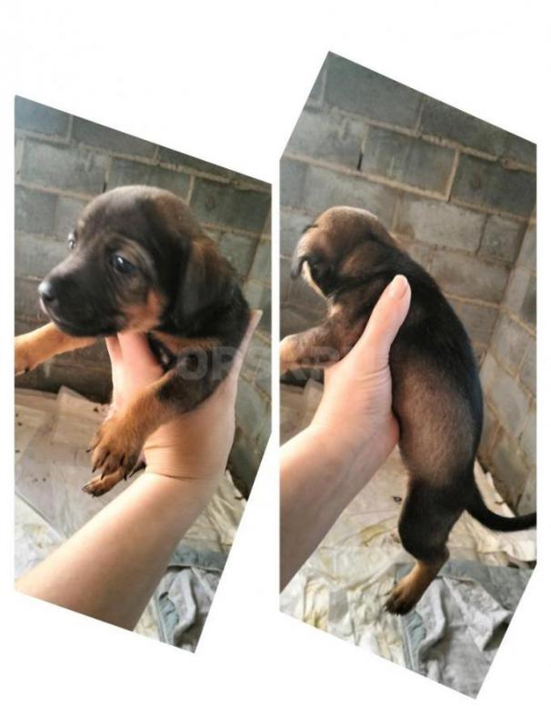 Отдам домашних щенят от домашней собаки новой выведенной породы авитатерьер ;)) Все мальчики,кроме о - Орск