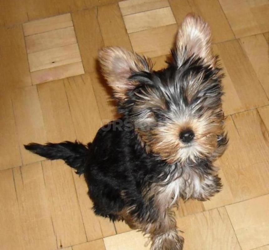 Продам щенка йоркширского терьера , мальчик,3 месяца, без документов 
Возможна доставка по договоре - Орск