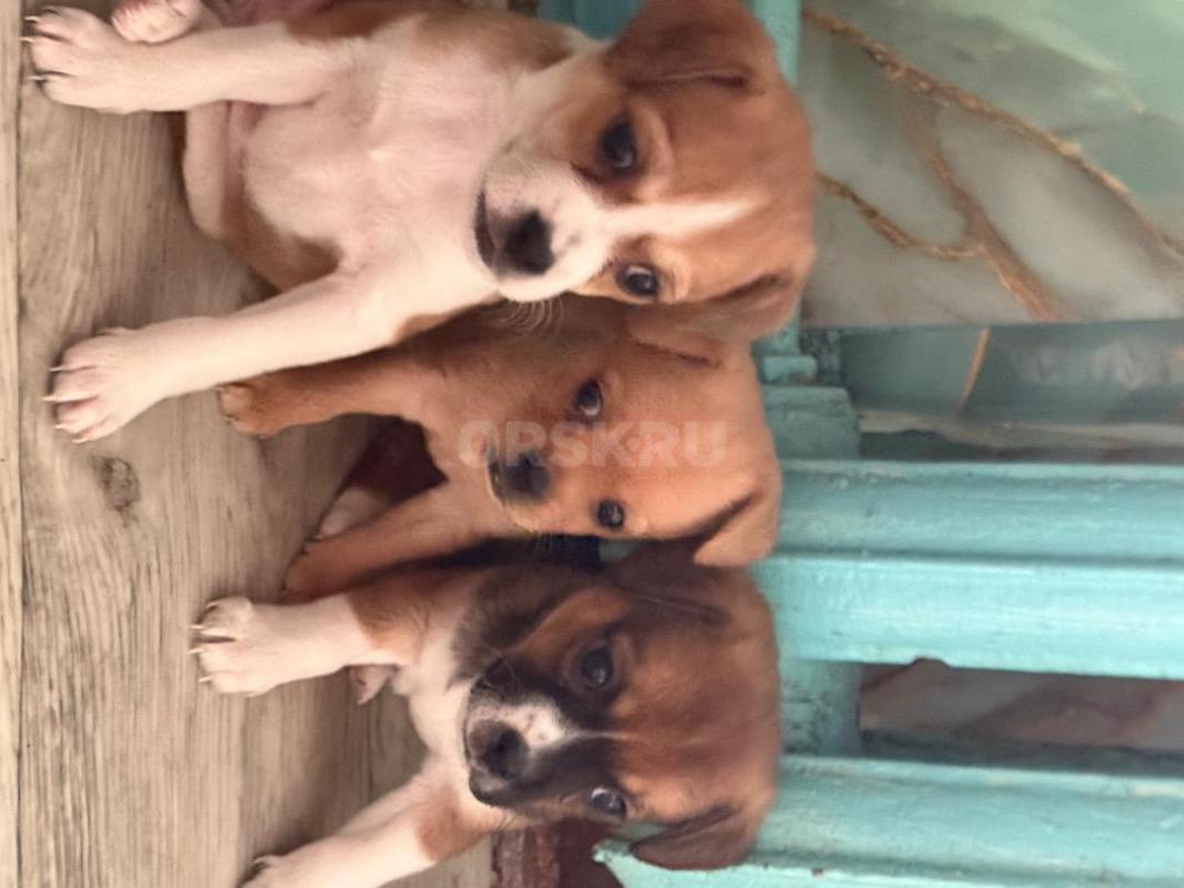 Продам щенков чихуахуа мальчики и девочка, 2 мес - Орск