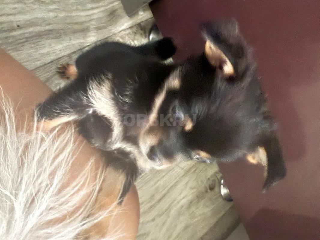 Продам щенков чихуахуа мальчики и девочка, 2 мес - Орск