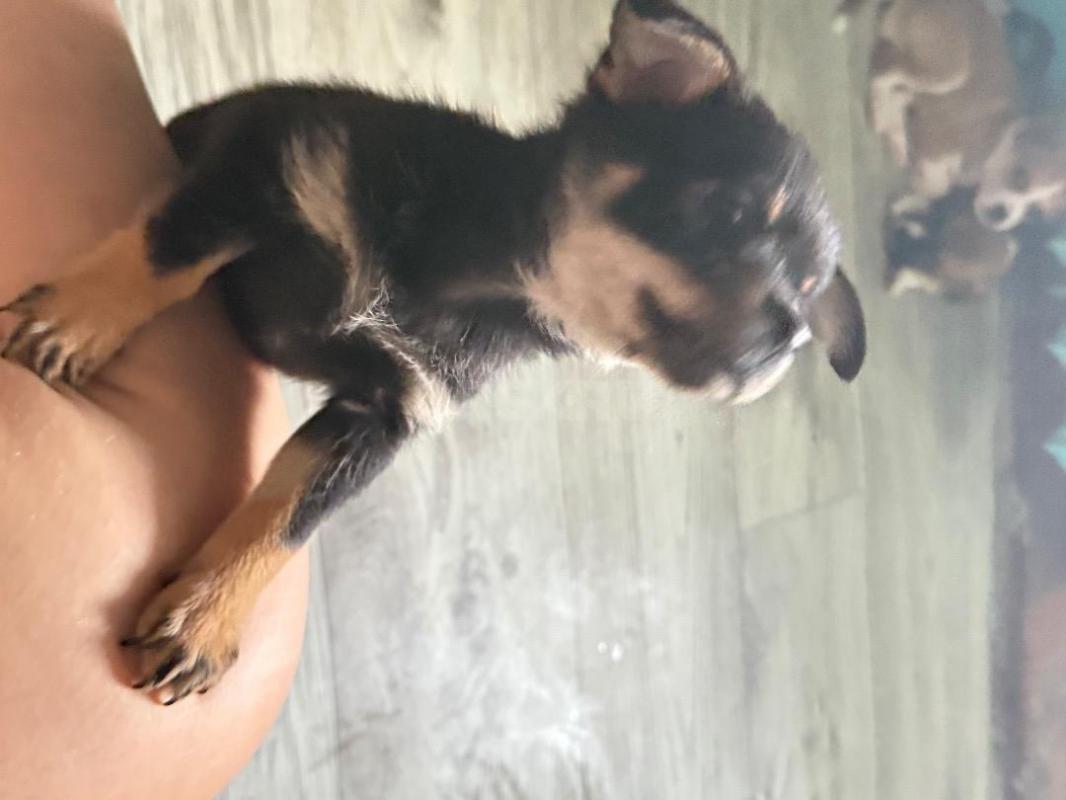 Продам щенков чихуахуа мальчики и девочка, 2 мес - Орск