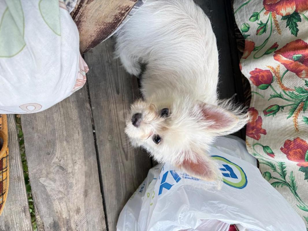 Продам щенка помесь мальтийской болонки +йоркширский терьер, окрас белый , 6 мес, пеленку знает , ку - Орск