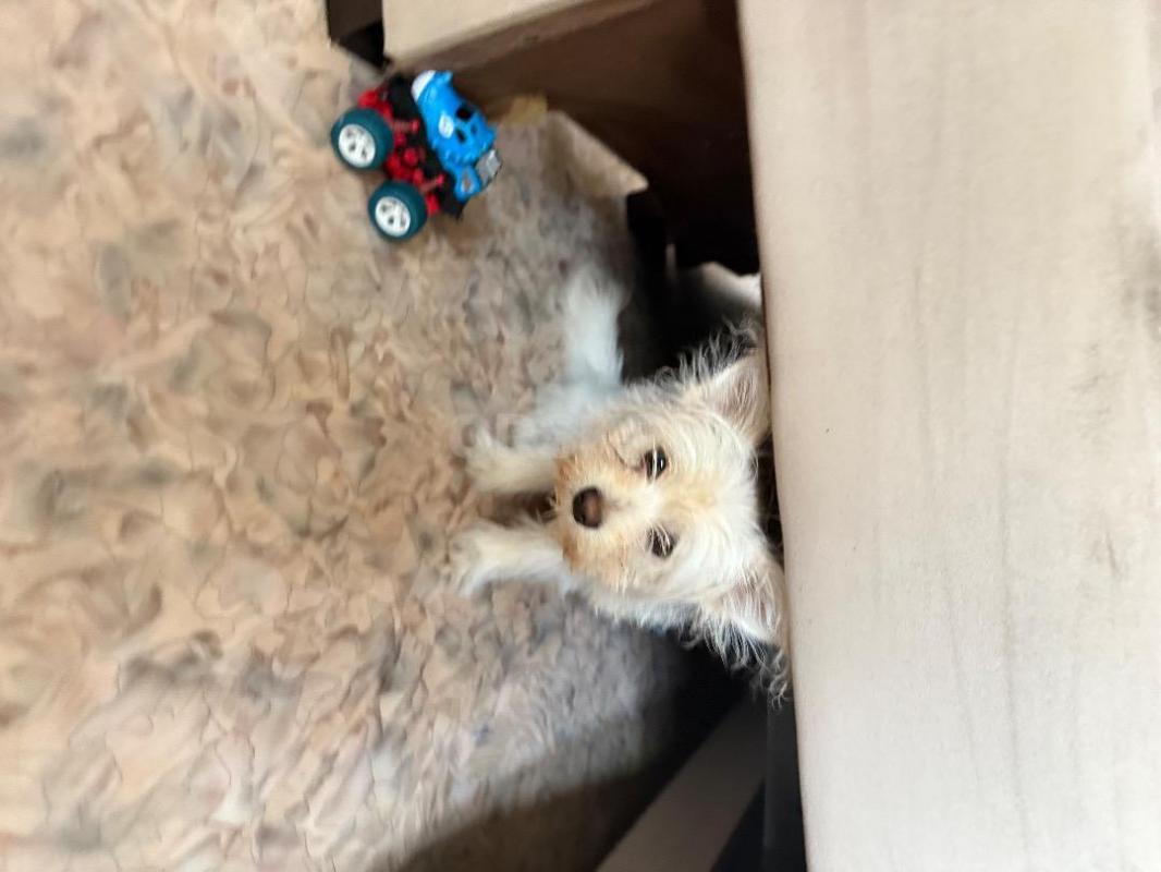 Продам щенка помесь мальтийской болонки +йоркширский терьер, окрас белый , 6 мес, пеленку знает , ку - Орск