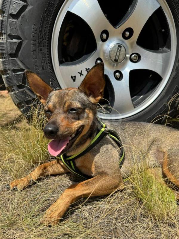 Щенки,1,5 мес в добрые руки . - Орск