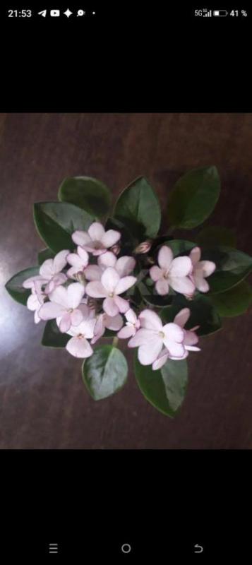 Фиалки детки,сортов много - Орск