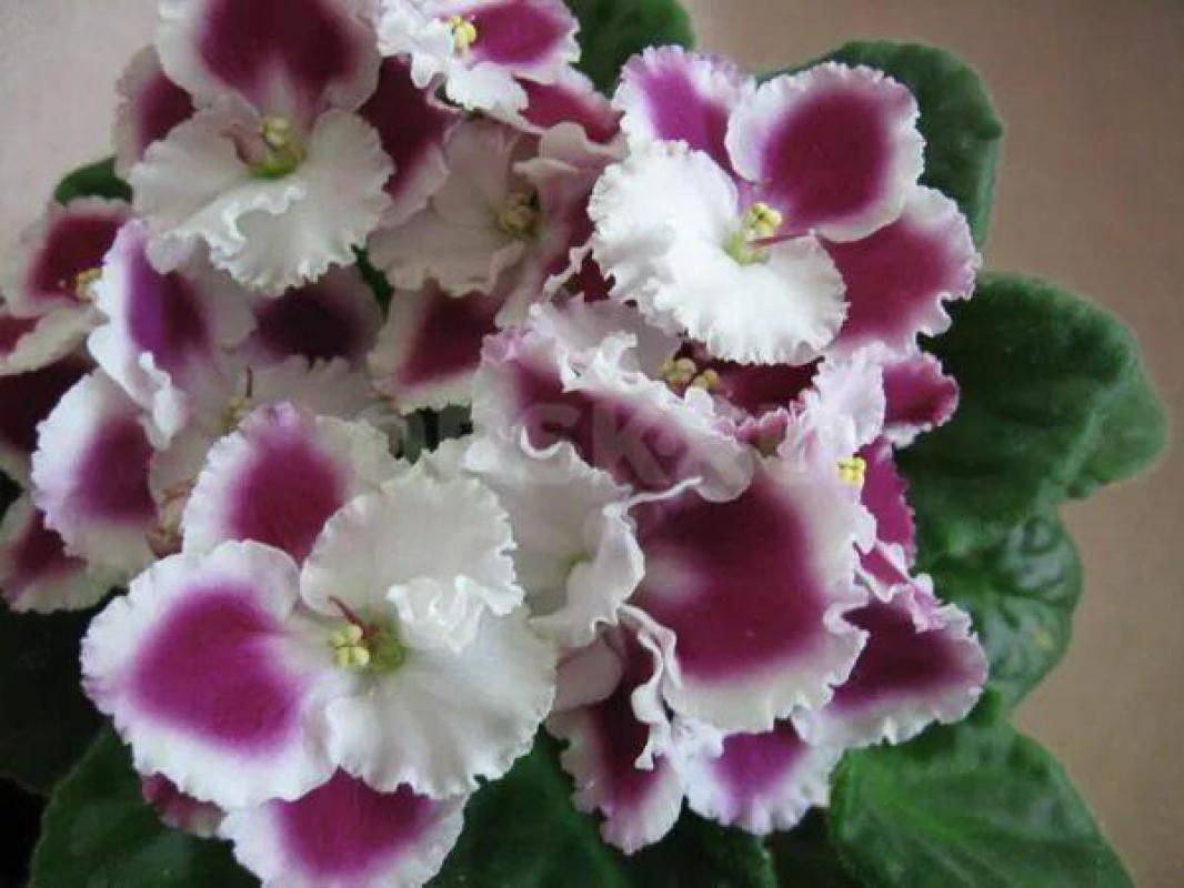 Фиалки детки,сортов много - Орск