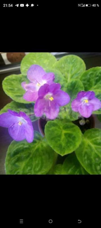 Фиалки детки,сортов много - Орск