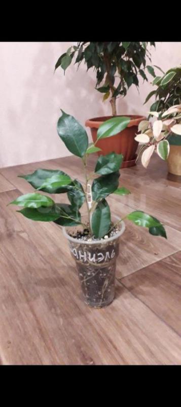 Фикус Даниэль, голоден Моник -250р. - Орск