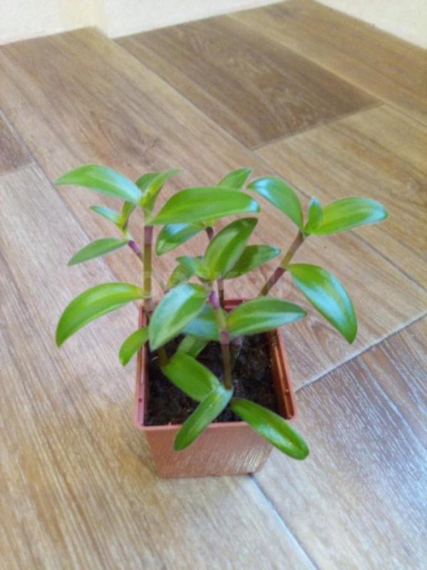 Традесканция - Орск