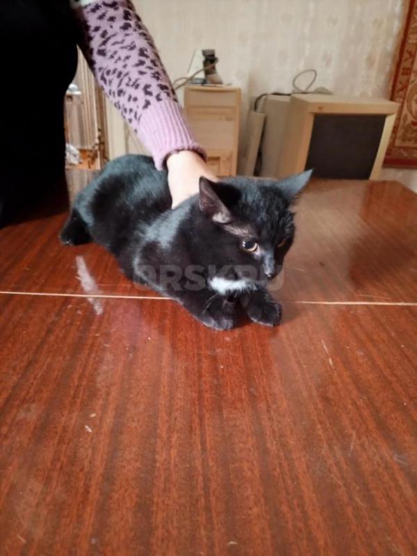 Отдам в добрые руки кошку, возраст 2 года, окрас чёрный с белыми вкраплениями (грудка и живот), стер - Орск