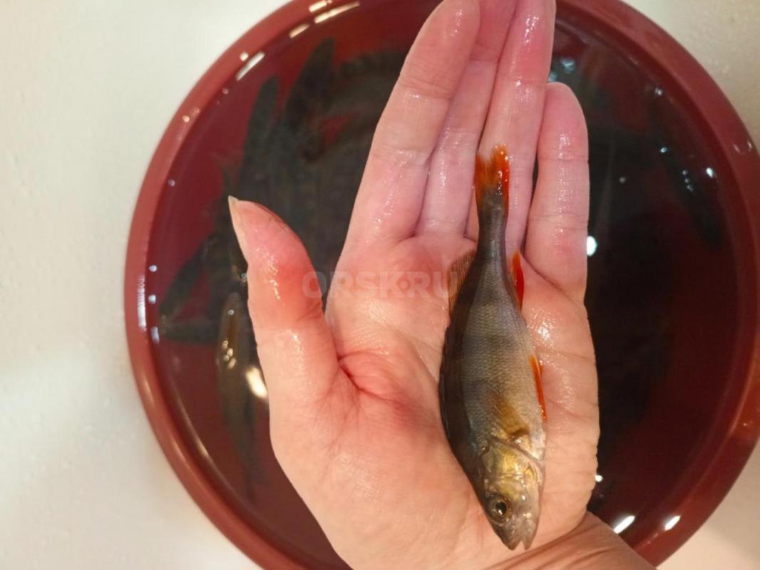 Живец плотва 15р шт., окунь 10р шт. - Орск