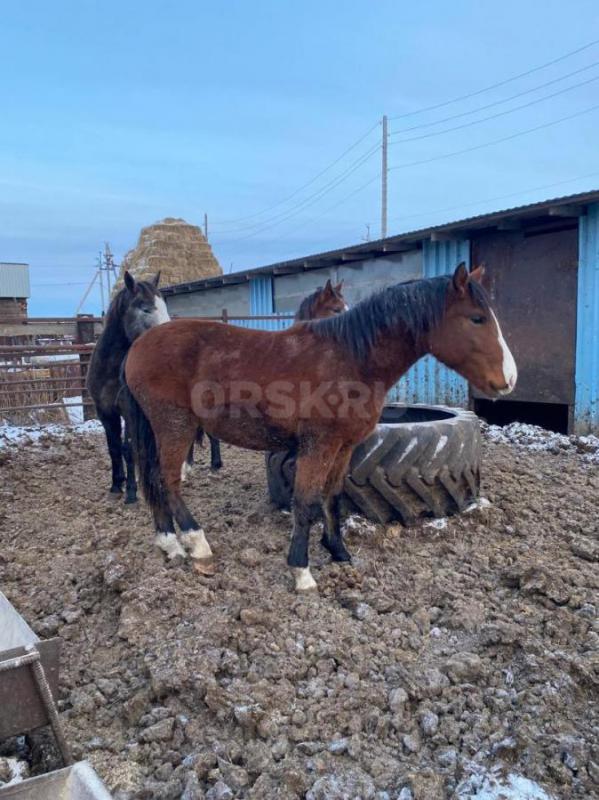 Продам или обмен на крс,жеребчик 1.9года высокие, крупные откорм - Новоорск