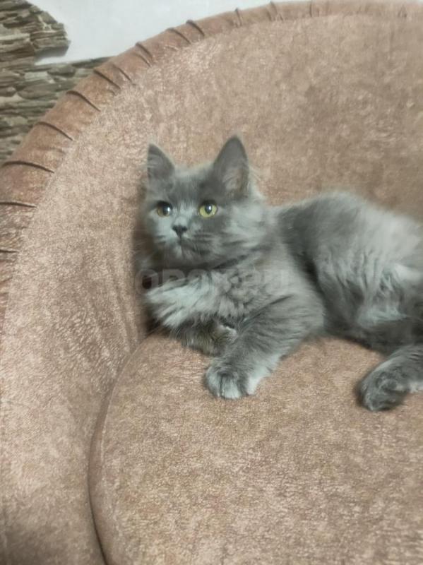 Маленькая серенькая кошечка 2-2,5 месяца осталась совсем одна на улице. - Орск