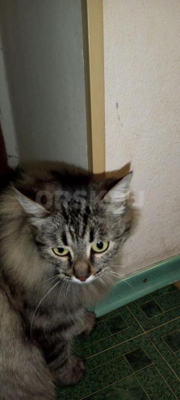 Пропала кошка Муся, район отс. - Орск