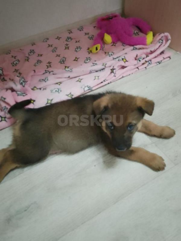 Очень милые щеночки ищут теплый дом и добрых хозяев. - Орск