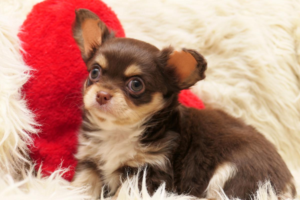 Готов к переезду шакарный породный щенок чихуахуа. - 