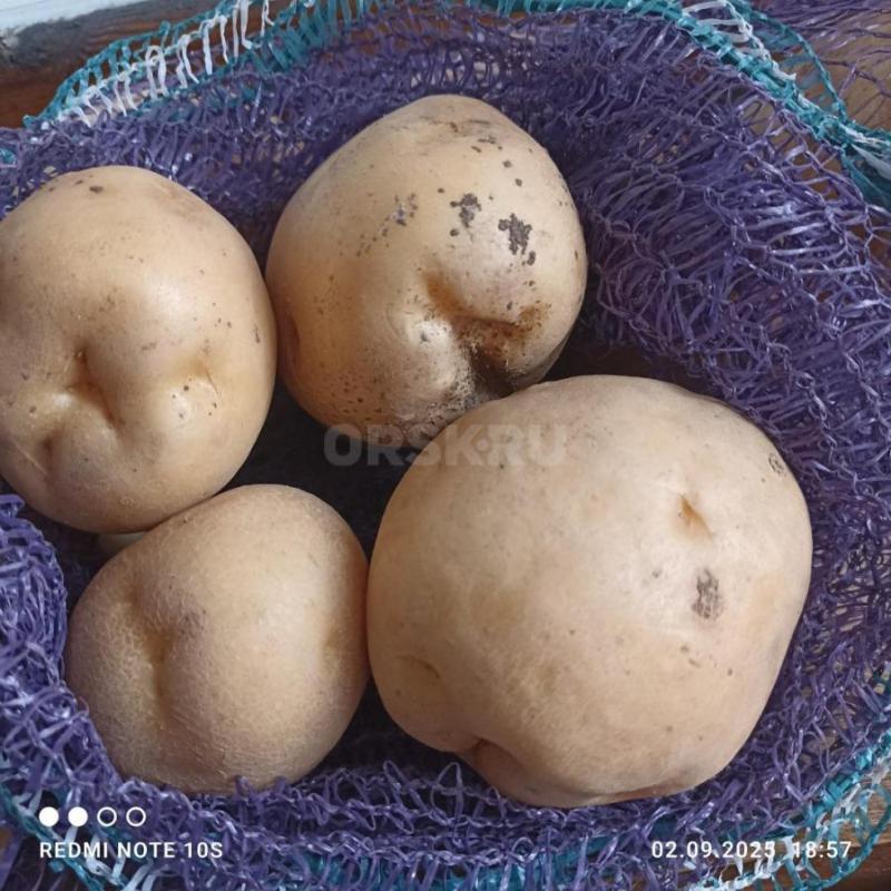 Продам домашний картофель, чистый 45руб за кг. - Орск