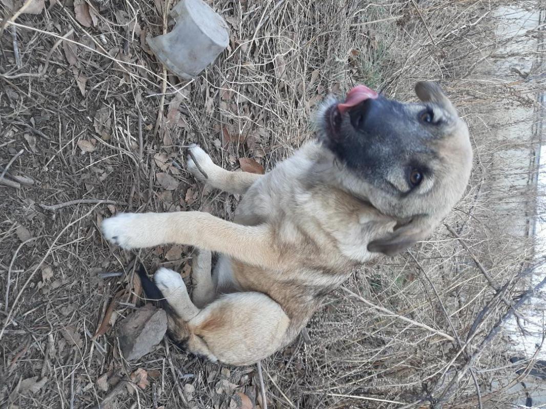 Щенки -5 месяцев, девочка стерилизованная и кобелек,  коммуникабельные, веселые, живут в будке, лают - Орск