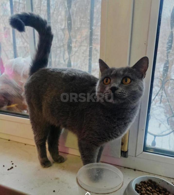 Девочка помесь с британцем ,5 мес ,кушает все ,стерилизованная, ласковая ,ищем дом. - Орск