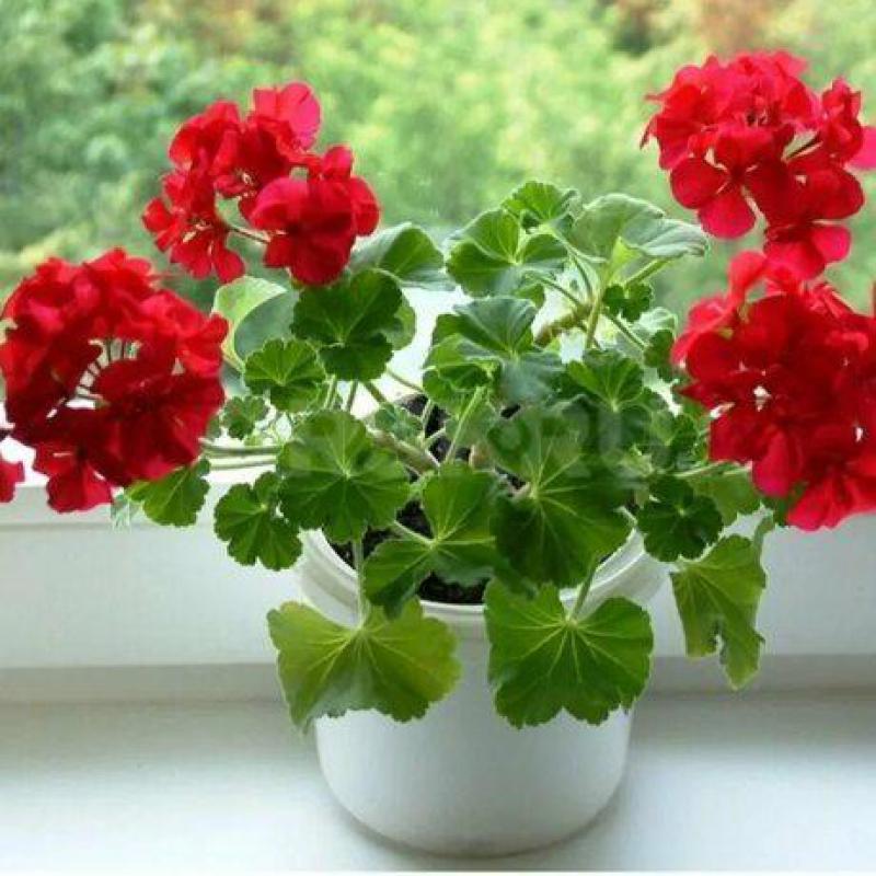 Цветущая практически круглый год Герань создаёт своим видом приятное душе́, лёгкое настроение, добав - Орск