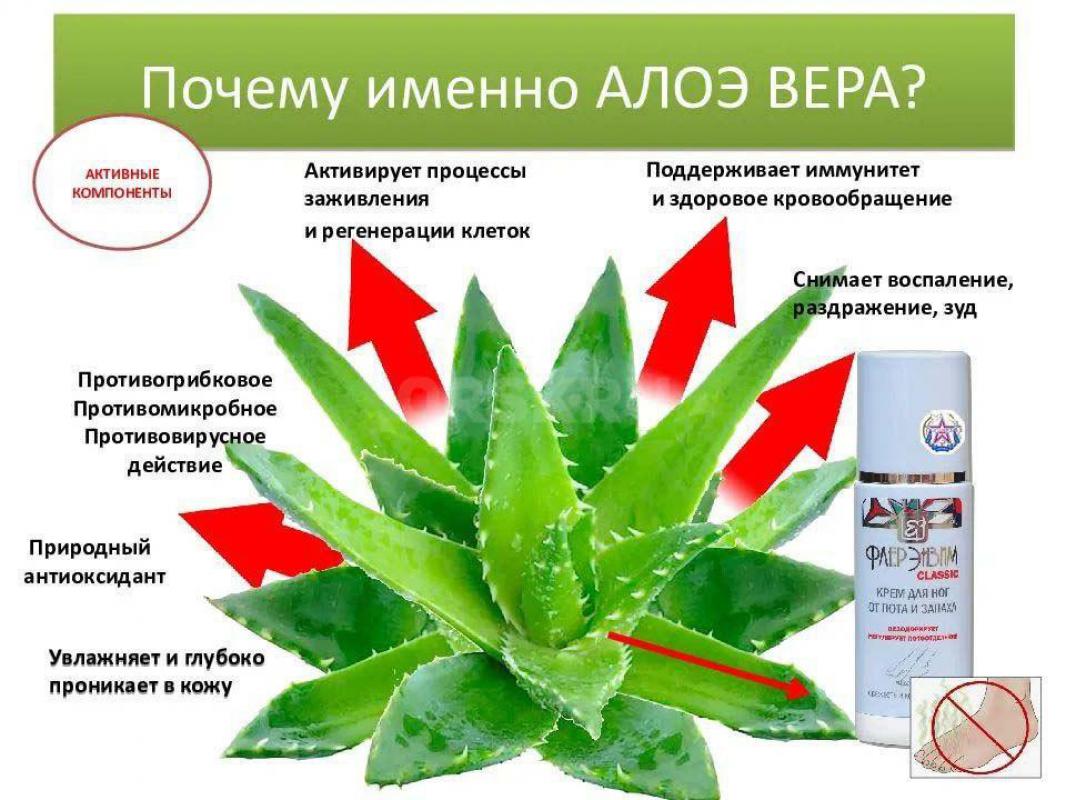 Лечебное чудо-растение Алоэ Вера
(и кожу омолаживает экстрактом своих листьев  и других разных лече - Орск