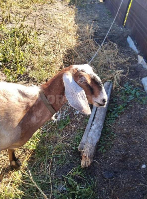КОЗЫ Нубо-камори и нубийская, по два года, есть дойная  ,молоко вкусное  без запаха. - Орск