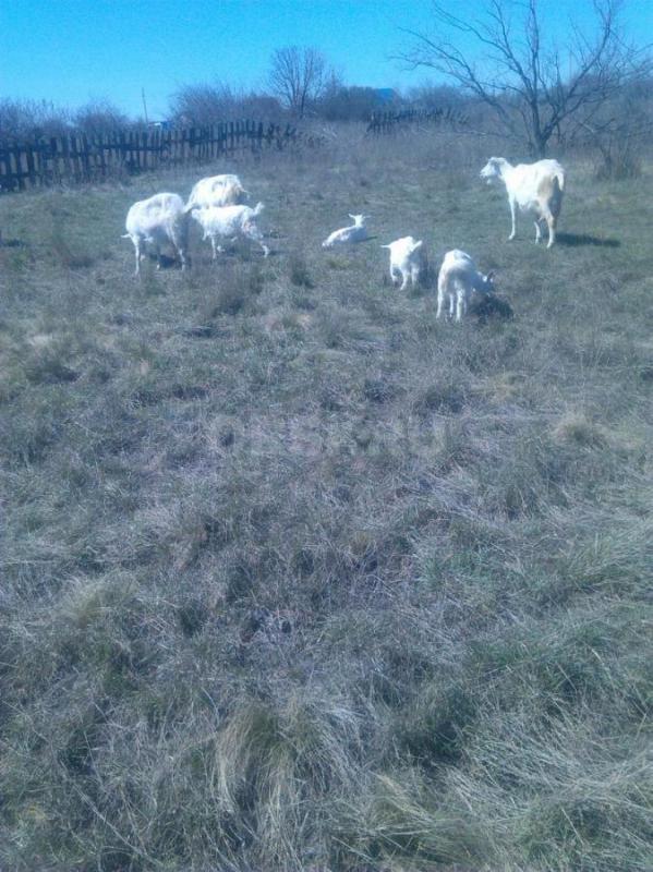 Продам Козочек. - Орск