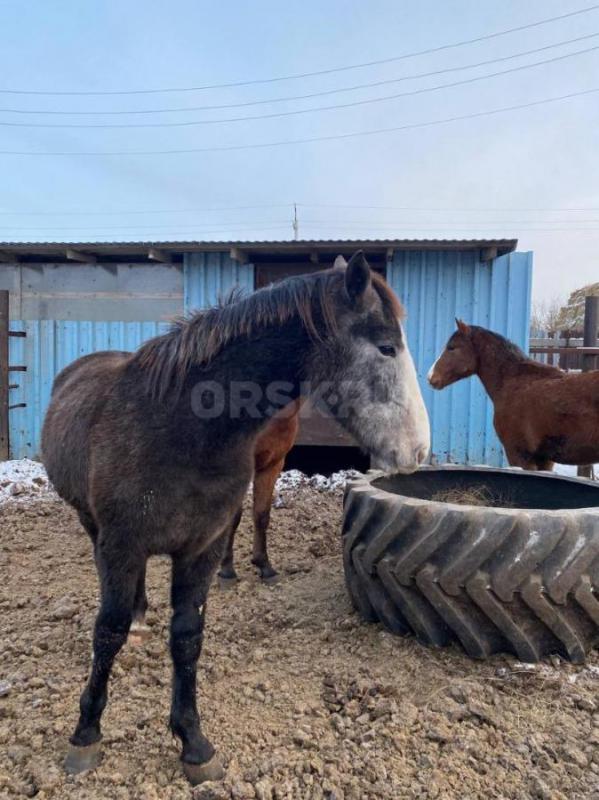 Продам 2 жеребчика высокие, мощные с откорма-220кг мясом, обмен на крс - Новоорск