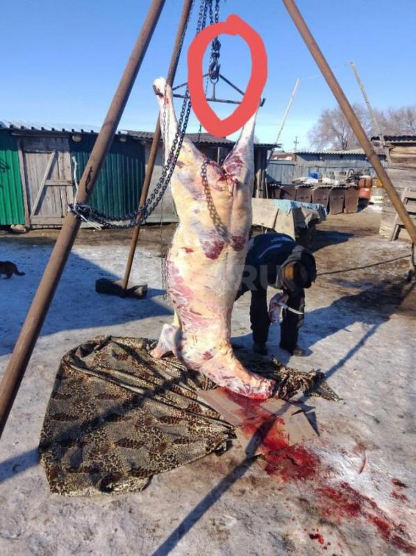 Продам 2 жеребчика высокие, мощные с откорма-220кг мясом, обмен на крс - Новоорск