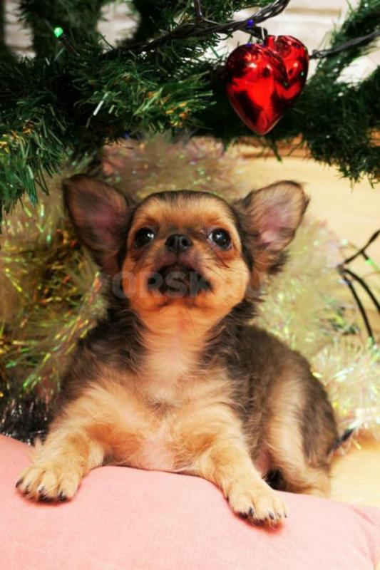 Щенки чихуахуа от родителей чемпионов. - Новотроицк